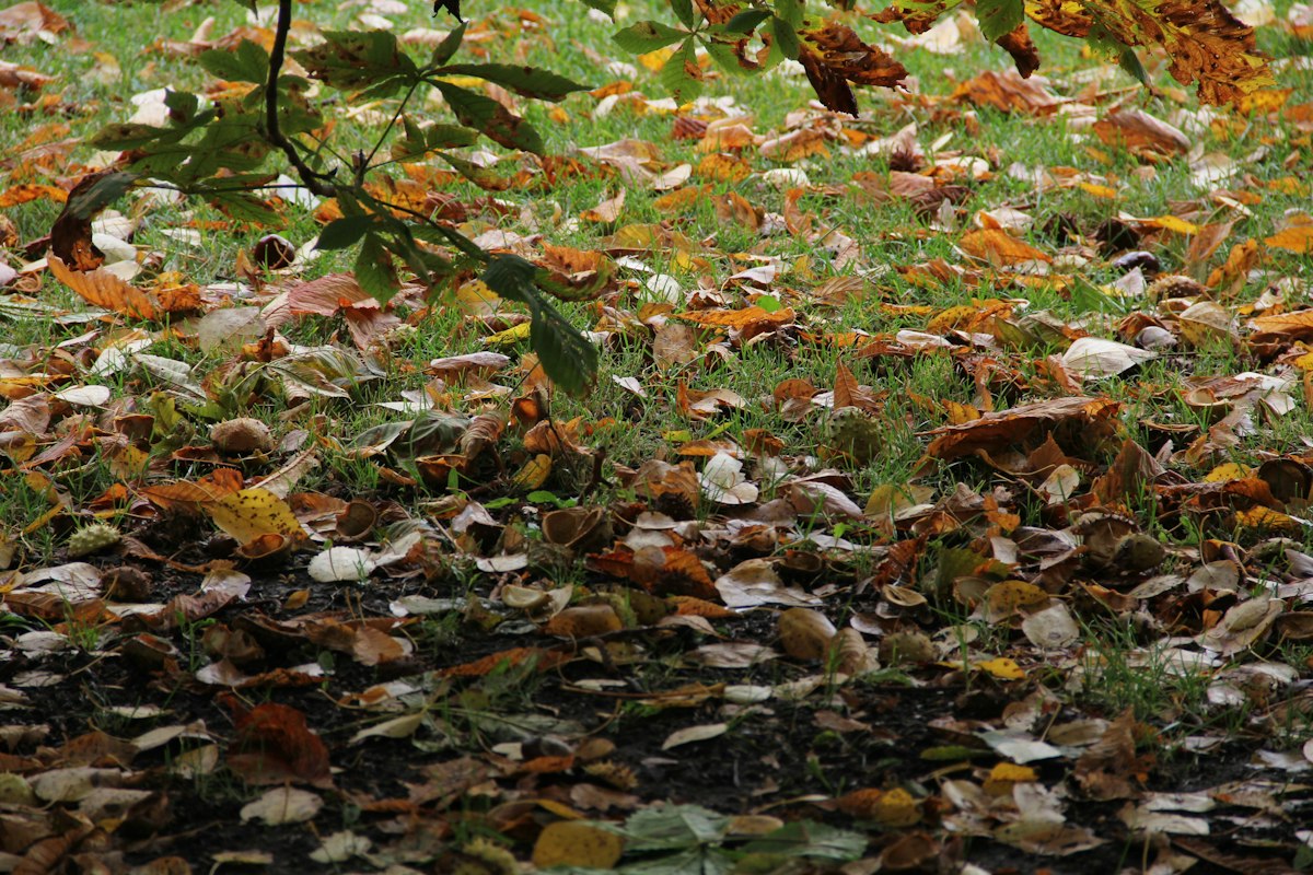 Giardino invernale con protezioni