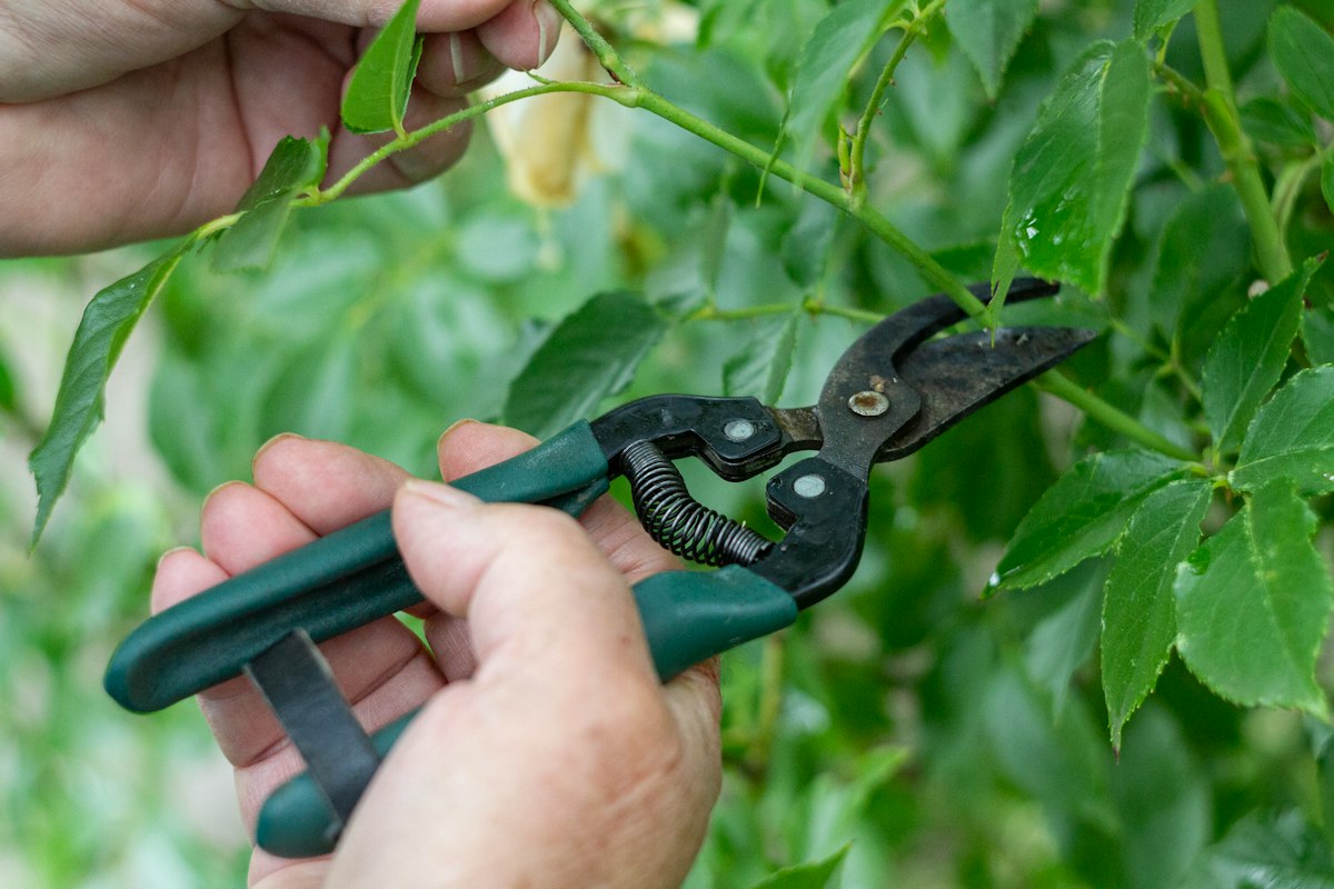 Esperto di giardinaggio che condivide consigli pratici